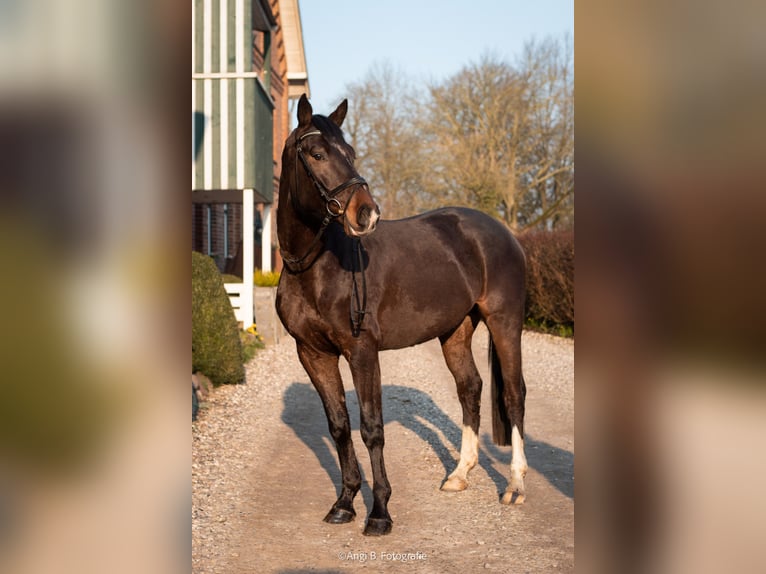 Caballo de Holstein Caballo castrado 4 años 168 cm Morcillo in Duvensee