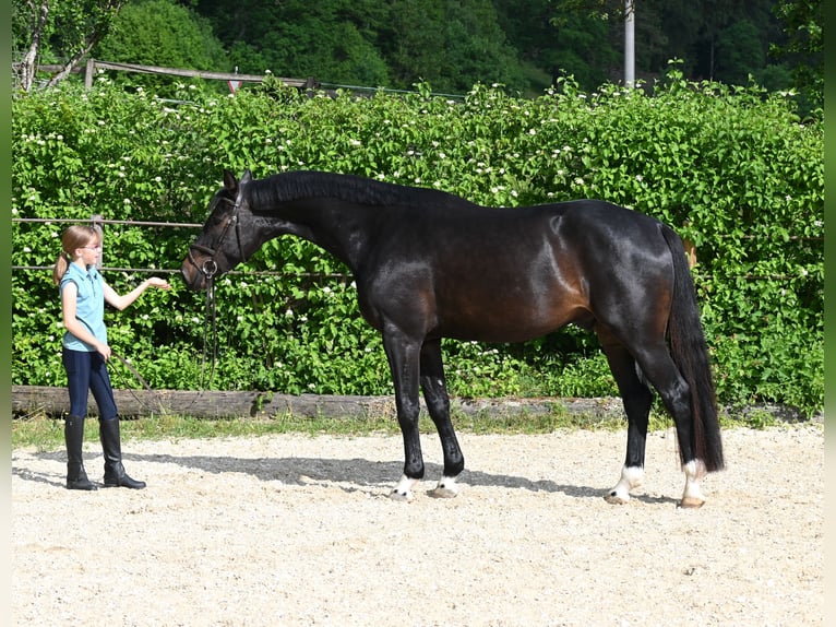 Caballo de Holstein Caballo castrado 4 años 169 cm Castaño oscuro in Lonsee