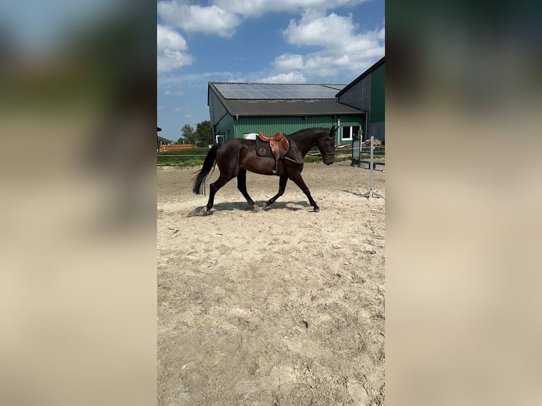 Caballo de Holstein Caballo castrado 4 años 169 cm Negro in Arlewatt