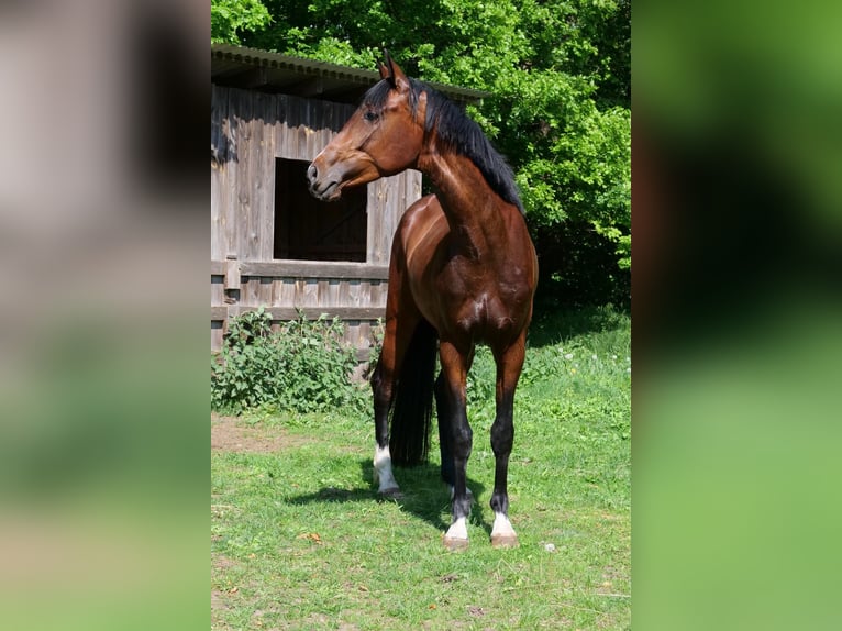 Caballo de Holstein Caballo castrado 4 años 170 cm Castaño in Fockbek