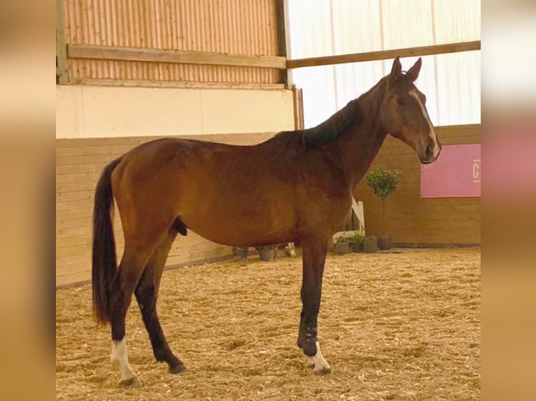 Caballo de Holstein Caballo castrado 4 años 170 cm Castaño in Chemnitz