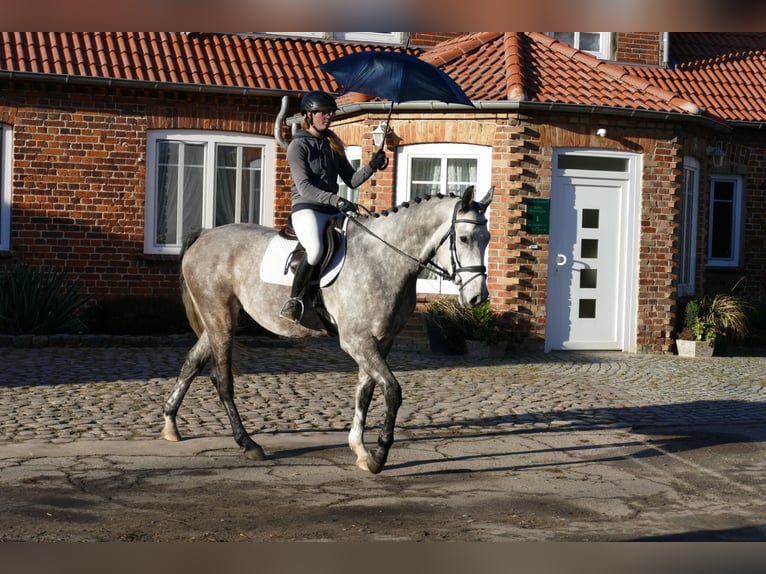 Caballo de Holstein Caballo castrado 4 años 170 cm Tordo in Ganschow