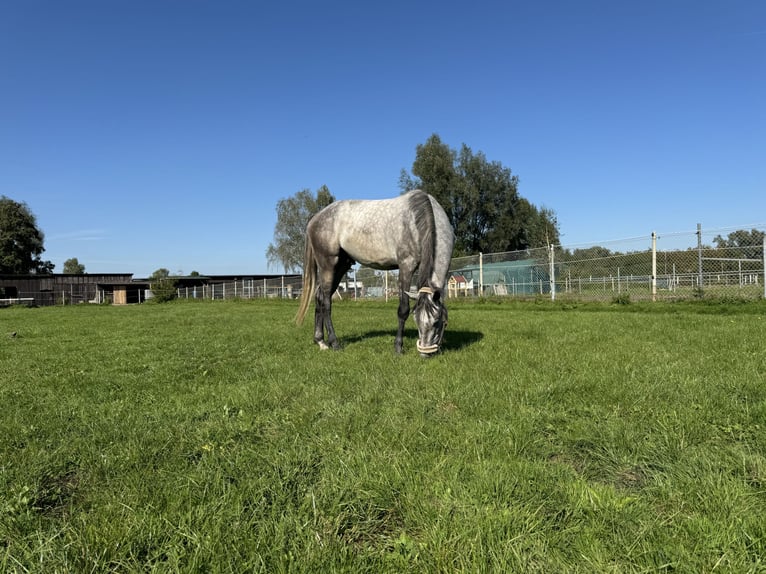 Caballo de Holstein Caballo castrado 4 años 170 cm Tordo rodado in Illertissen