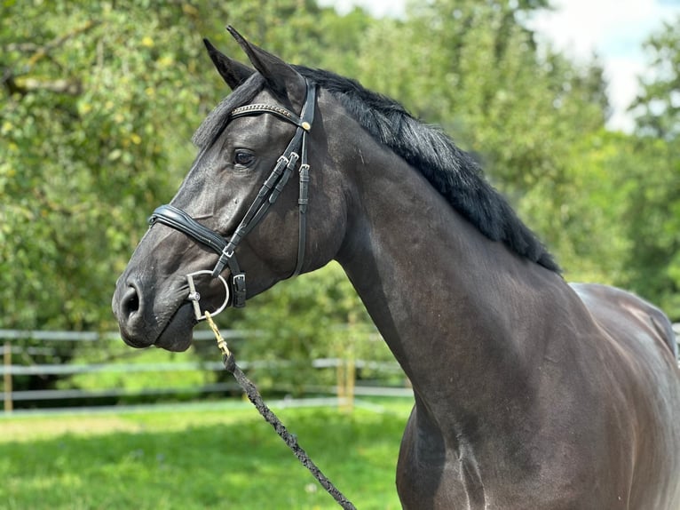 Caballo de Holstein Caballo castrado 4 años 172 cm Negro in Königheim