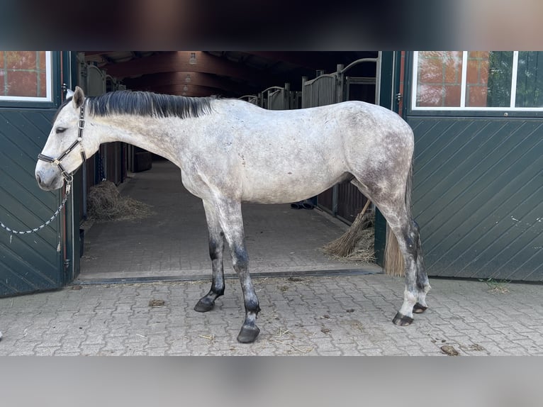 Caballo de Holstein Caballo castrado 4 años 172 cm Tordo in Toppenstedt