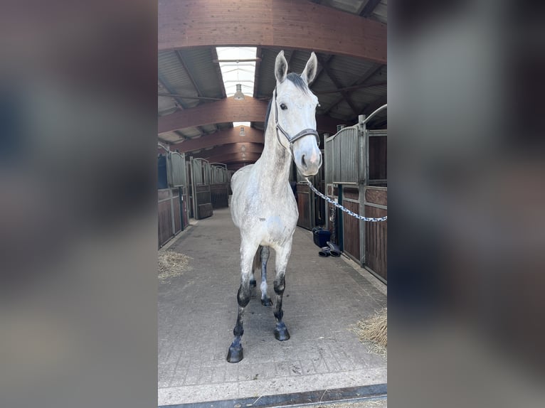 Caballo de Holstein Caballo castrado 4 años 172 cm Tordo in Toppenstedt