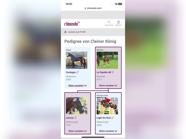 Caballo de Holstein Caballo castrado 4 años 172 cm Tordo in Bischofsheim