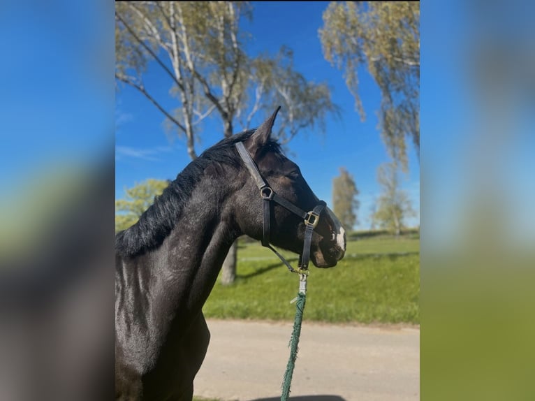 Caballo de Holstein Caballo castrado 4 años 173 cm  in Altmittweida