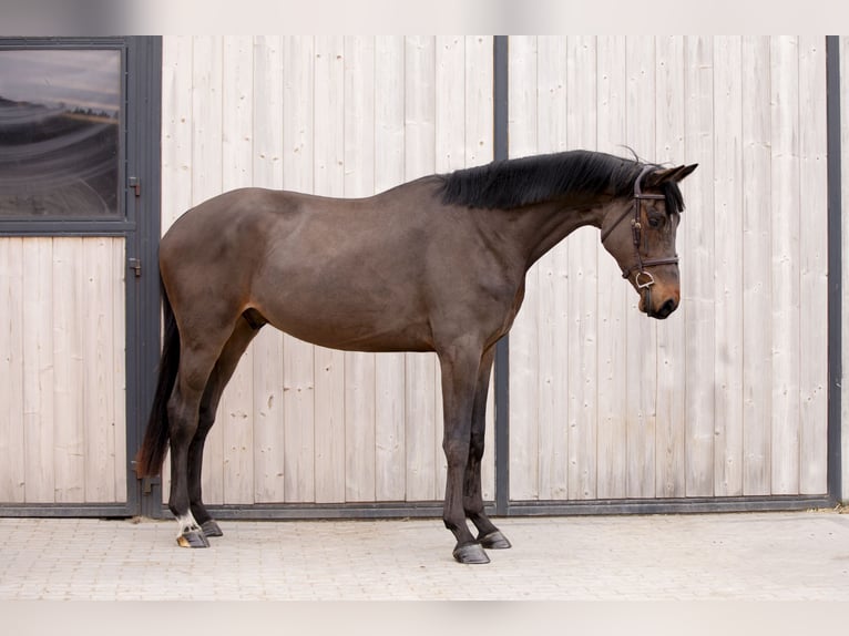 Caballo de Holstein Caballo castrado 4 años 173 cm Castaño oscuro in OBORZNIA
