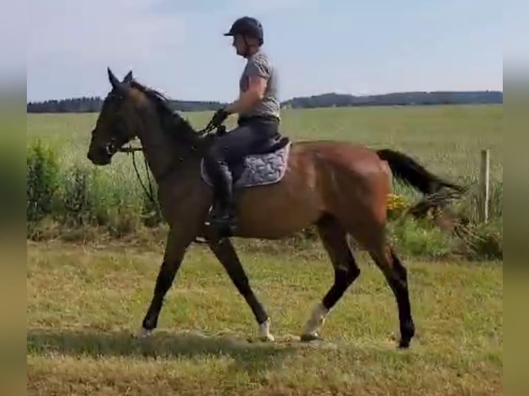 Caballo de Holstein Caballo castrado 4 años 175 cm Castaño in Chemnitz