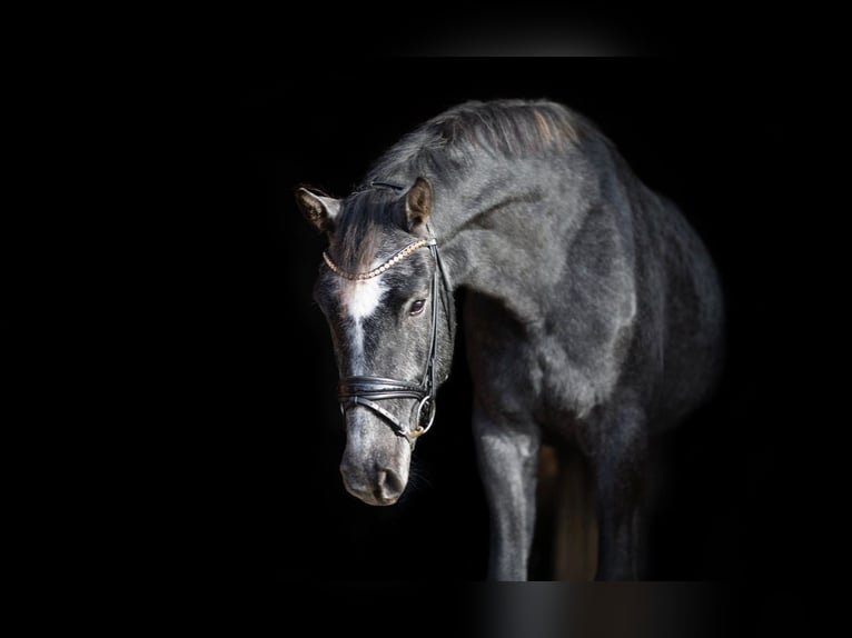 Caballo de Holstein Caballo castrado 4 años 176 cm Tordillo negro in Einbeck