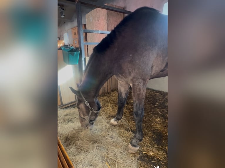 Caballo de Holstein Caballo castrado 4 años 182 cm Tordillo negro in Kitzscher