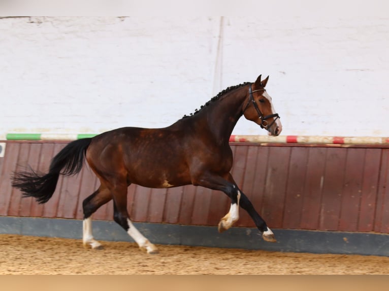 Caballo de Holstein Caballo castrado 4 años Castaño in Dannenberg (Elbe)