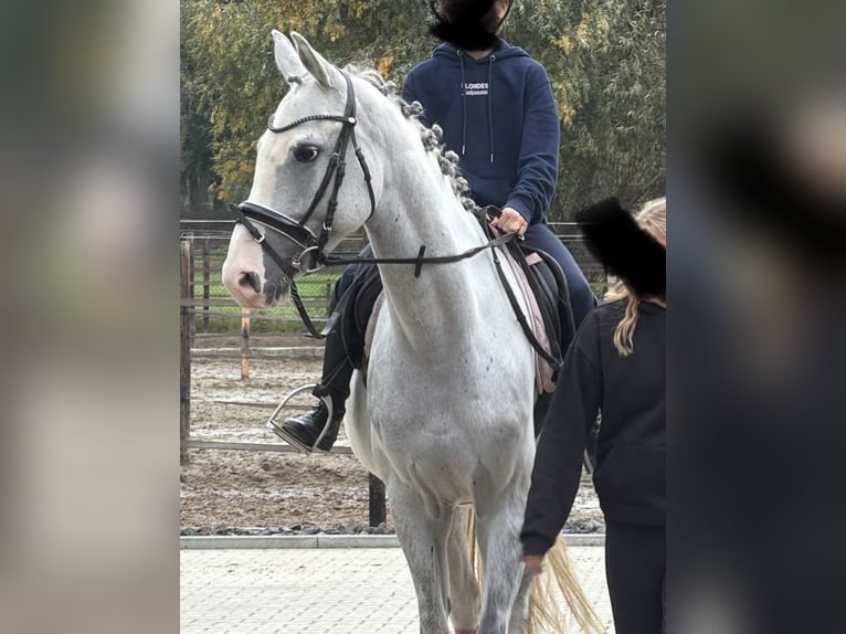Caballo de Holstein Caballo castrado 5 años 158 cm Tordo rodado in Nettetal