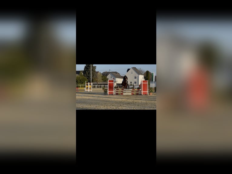 Caballo de Holstein Caballo castrado 5 años 160 cm Alazán in Hahnstätten