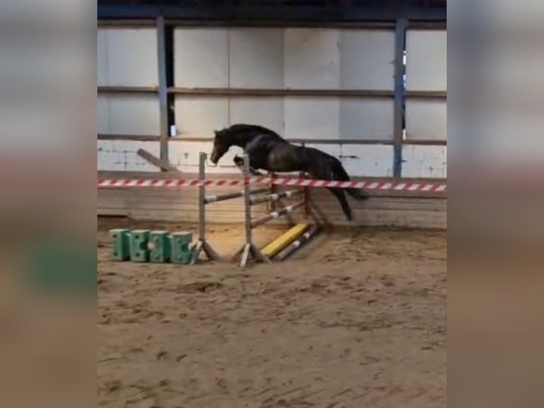 Caballo de Holstein Caballo castrado 5 años 162 cm Castaño in Ahrensbök