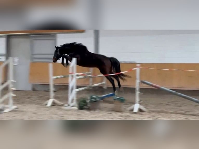 Caballo de Holstein Caballo castrado 5 años 162 cm Castaño in Eiterfeld