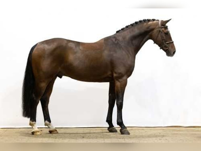 Caballo de Holstein Mestizo Caballo castrado 5 años 162 cm Castaño in Waddinxveen