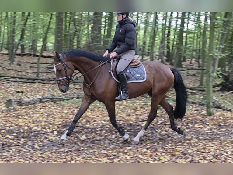 Caballo de Holstein Caballo castrado 5 años 162 cm Castaño oscuro in Braunschweig