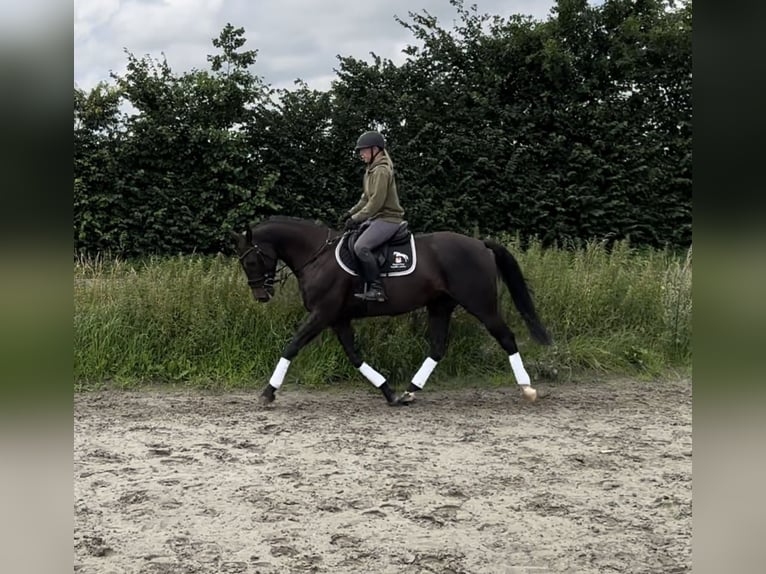 Caballo de Holstein Caballo castrado 5 años 163 cm Morcillo in Stedesand