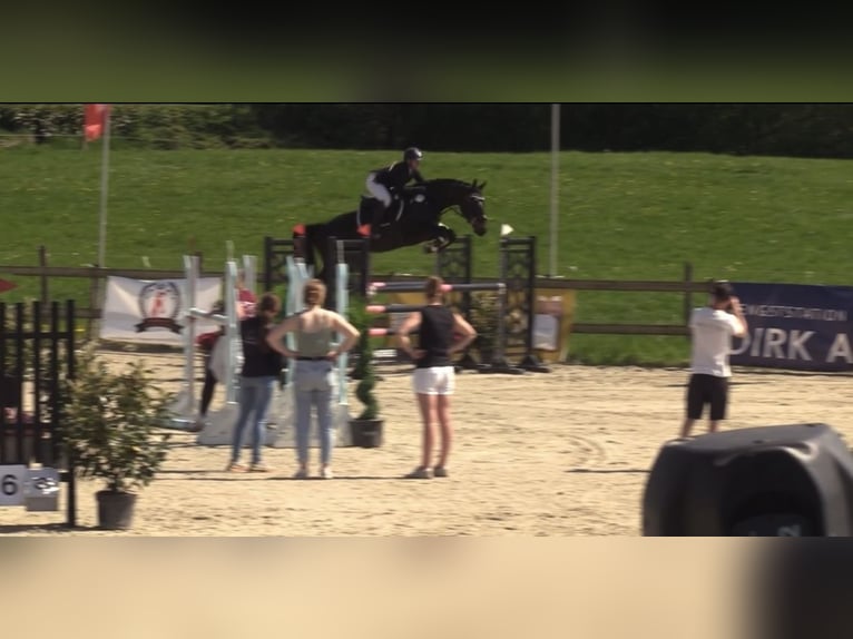 Caballo de Holstein Caballo castrado 5 años 163 cm Morcillo in Stedesand