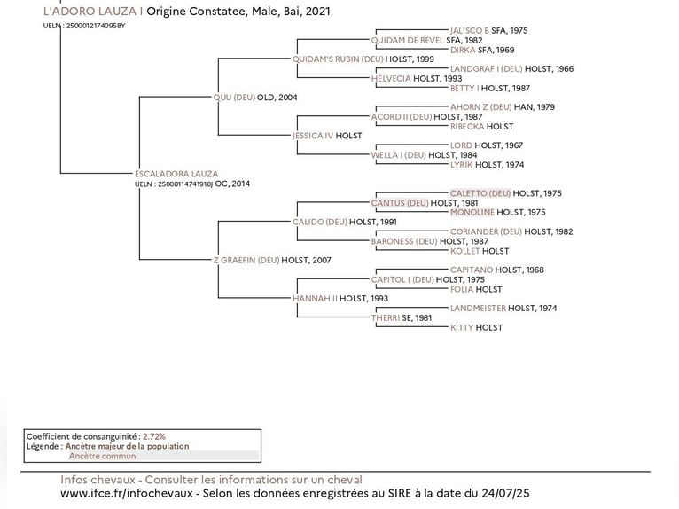 Caballo de Holstein Mestizo Caballo castrado 5 años 164 cm in Couiza