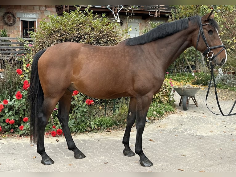 Caballo de Holstein Caballo castrado 5 años 165 cm Castaño in Babenhausen