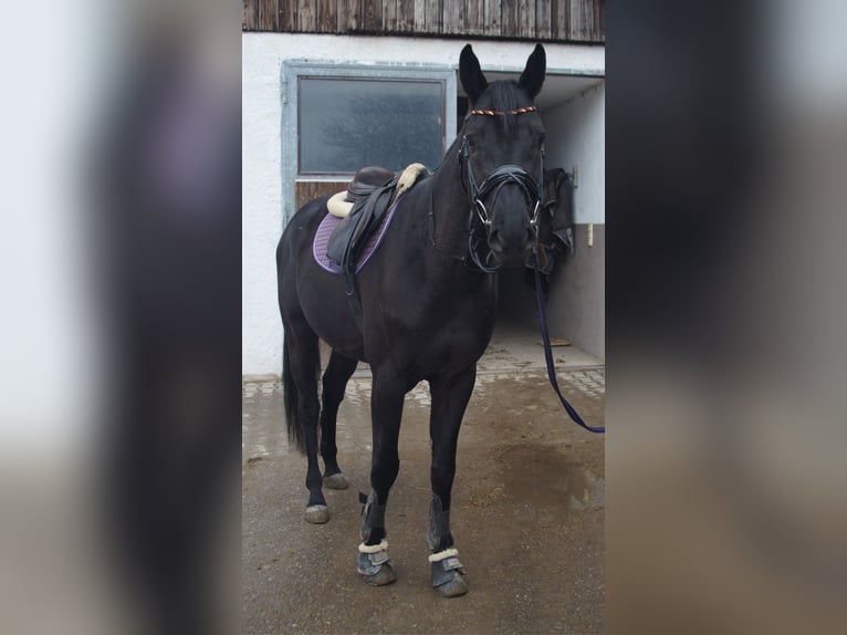 Caballo de Holstein Caballo castrado 5 años 165 cm Negro in Unterneukirchen