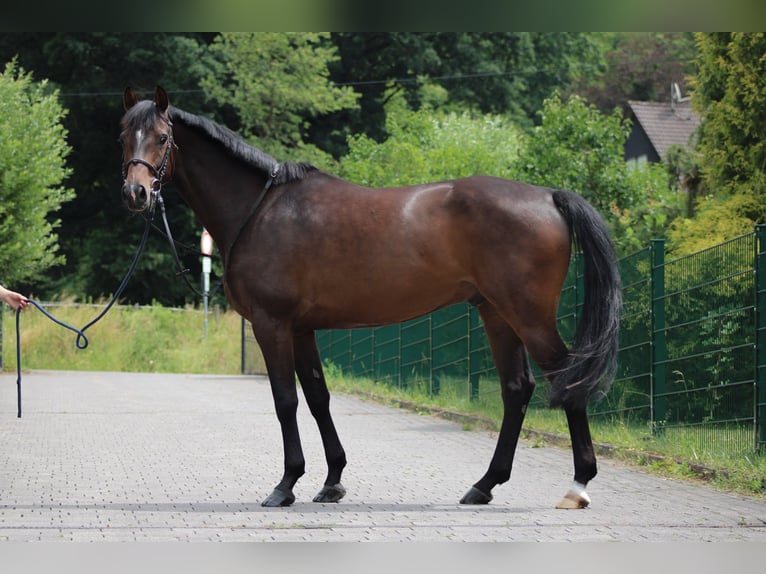 Caballo de Holstein Caballo castrado 5 años 166 cm Castaño in Wächtersbach