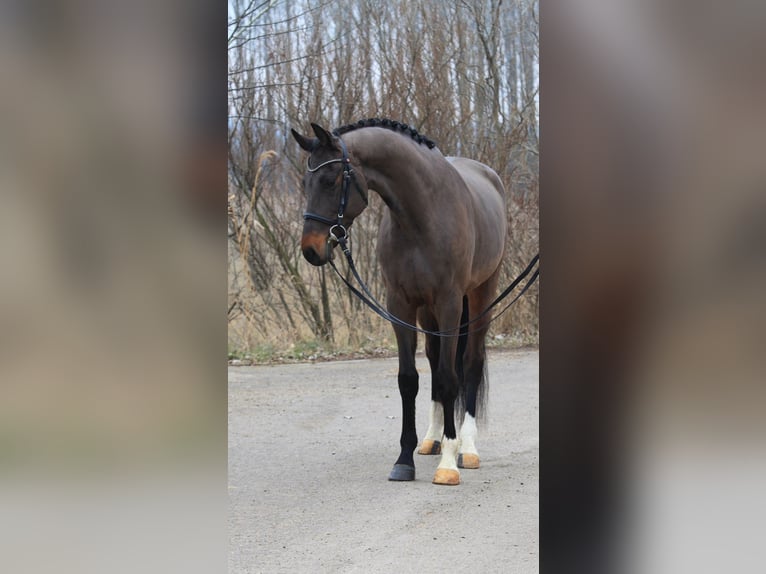 Caballo de Holstein Caballo castrado 5 años 167 cm Castaño in Dunaújváros