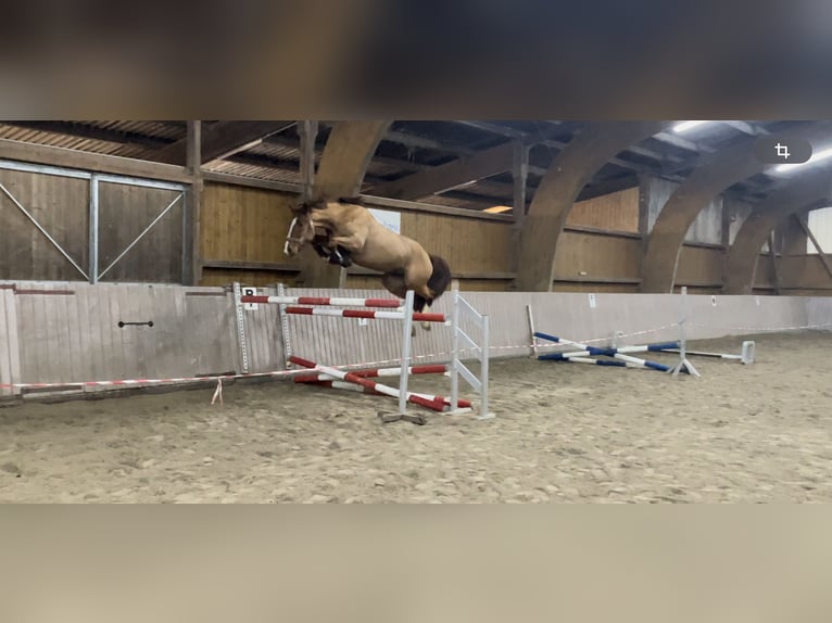 Caballo de Holstein Caballo castrado 5 años 168 cm Alazán in Schenklengsfeld