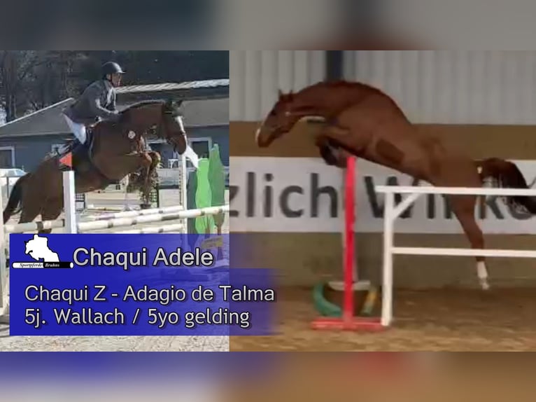 Caballo de Holstein Caballo castrado 5 años 168 cm Alazán-tostado in Gadow