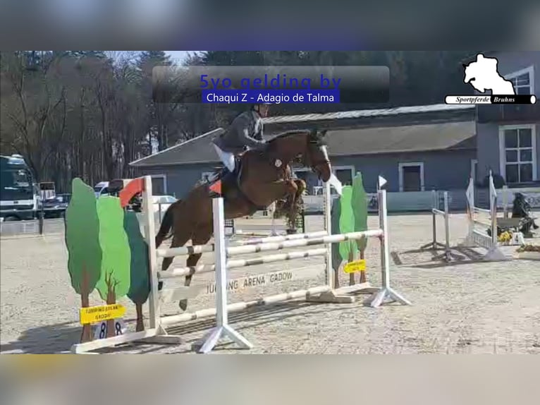 Caballo de Holstein Caballo castrado 5 años 168 cm Alazán-tostado in Gadow