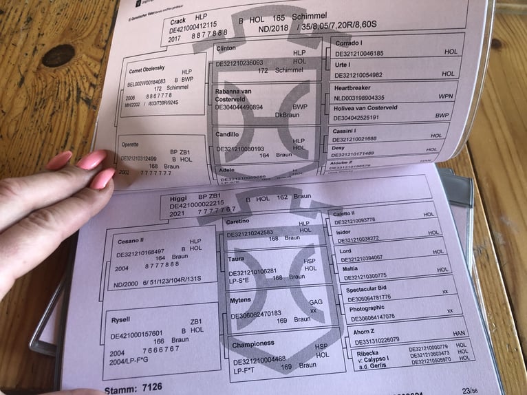 Caballo de Holstein Caballo castrado 5 años 168 cm in Timmendorfer Strand