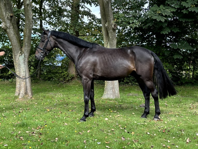 Caballo de Holstein Caballo castrado 5 años 168 cm Castaño oscuro in Büsumer Deichhausen