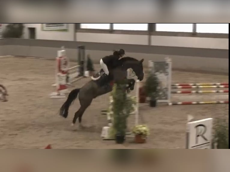 Caballo de Holstein Caballo castrado 5 años 168 cm Castaño oscuro in Heeslingen