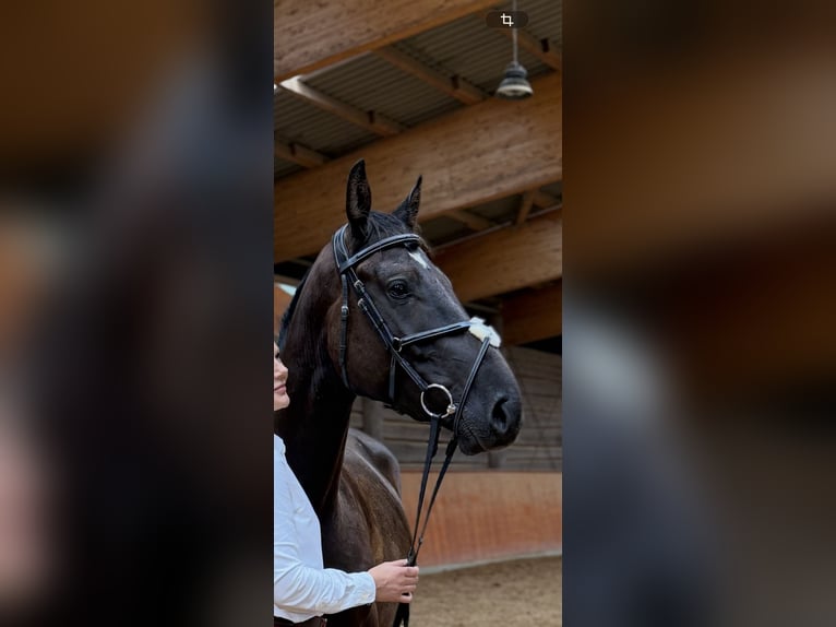Caballo de Holstein Caballo castrado 5 años 168 cm Castaño oscuro in Heeslingen
