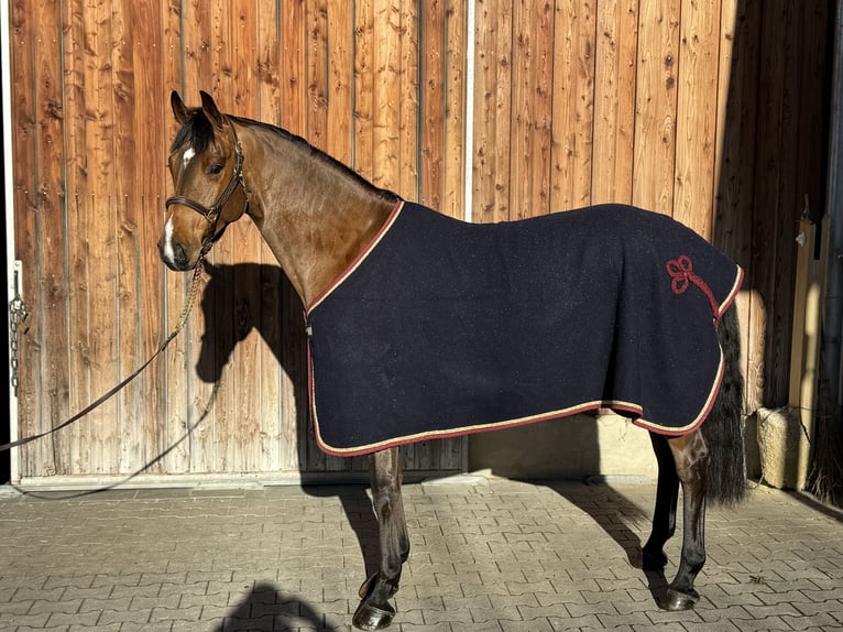 Caballo de Holstein Caballo castrado 5 años 169 cm Castaño claro in Erharting