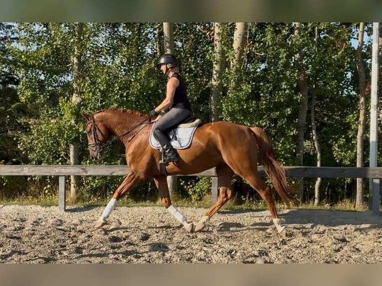 Caballo de Holstein Caballo castrado 5 años 170 cm Alazán in Süderlügum