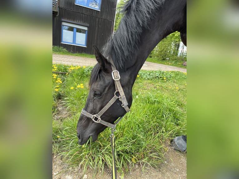 Caballo de Holstein Caballo castrado 5 años 170 cm Negro in Westensee