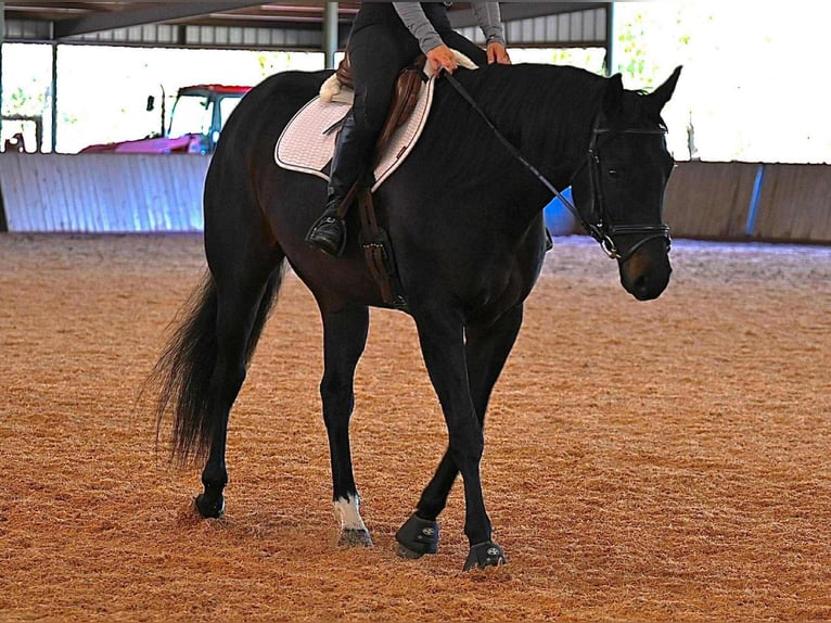 Caballo de Holstein Caballo castrado 5 años 170 cm Negro in Forney