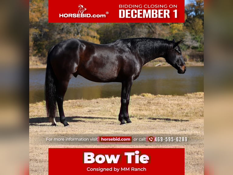 Caballo de Holstein Caballo castrado 5 años 170 cm Negro in Forney