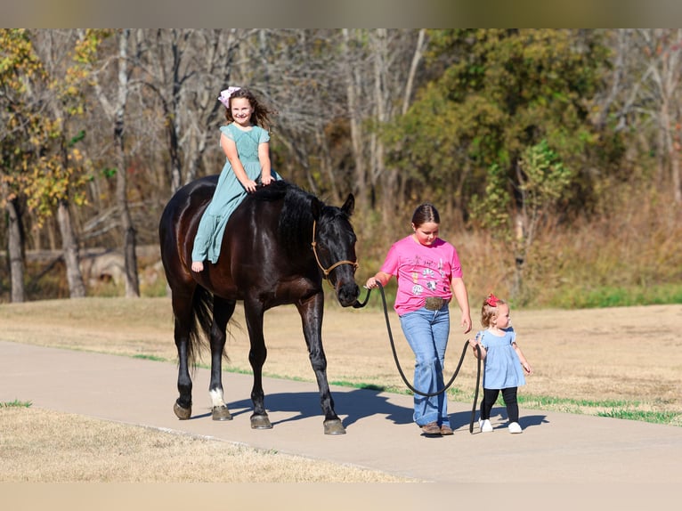 Caballo de Holstein Caballo castrado 5 años 170 cm Negro in Forney
