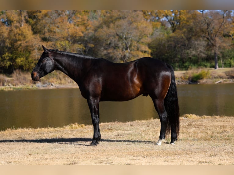Caballo de Holstein Caballo castrado 5 años 170 cm Negro in Forney