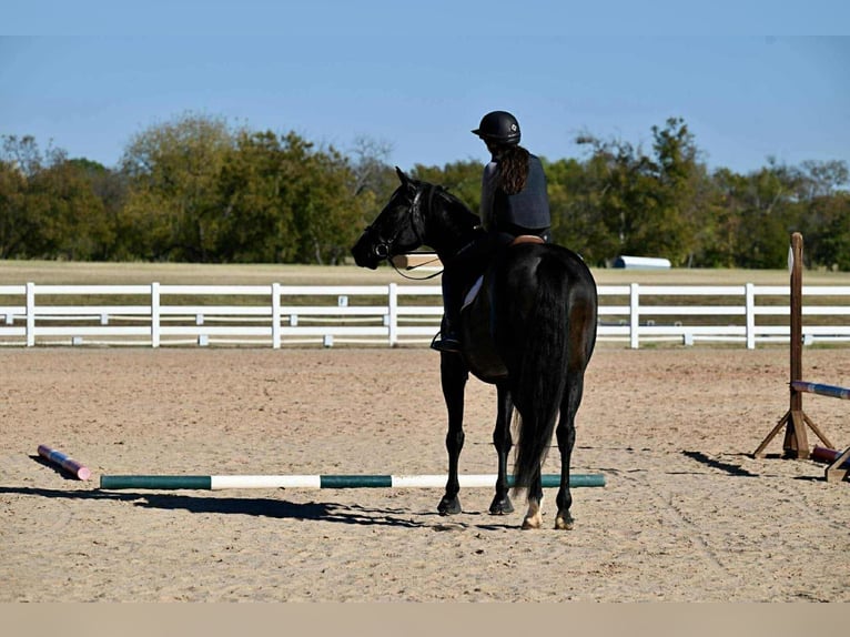 Caballo de Holstein Caballo castrado 5 años 170 cm Negro in Forney