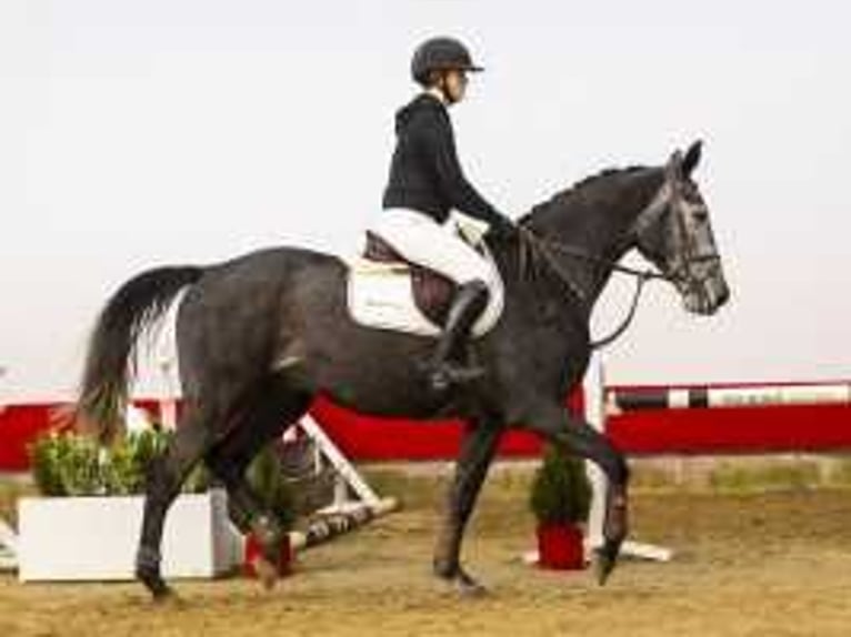 Caballo de Holstein Caballo castrado 5 años 170 cm Tordillo negro in Waddinxveen