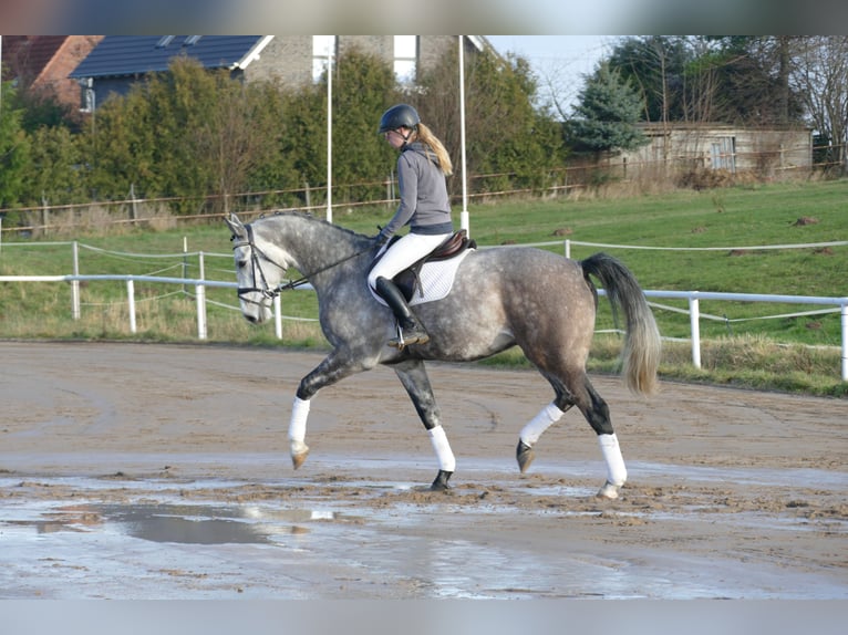 Caballo de Holstein Caballo castrado 5 años 170 cm Tordo in Ganschow