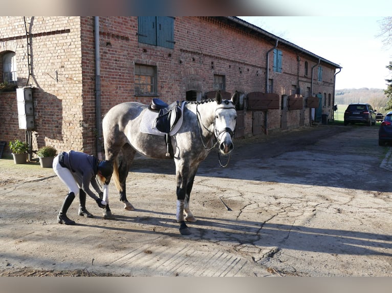 Caballo de Holstein Caballo castrado 5 años 170 cm Tordo in Ganschow