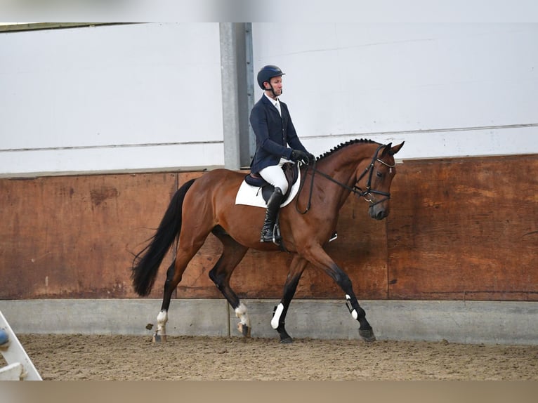 Caballo de Holstein Caballo castrado 5 años 172 cm Castaño in Gomadingen