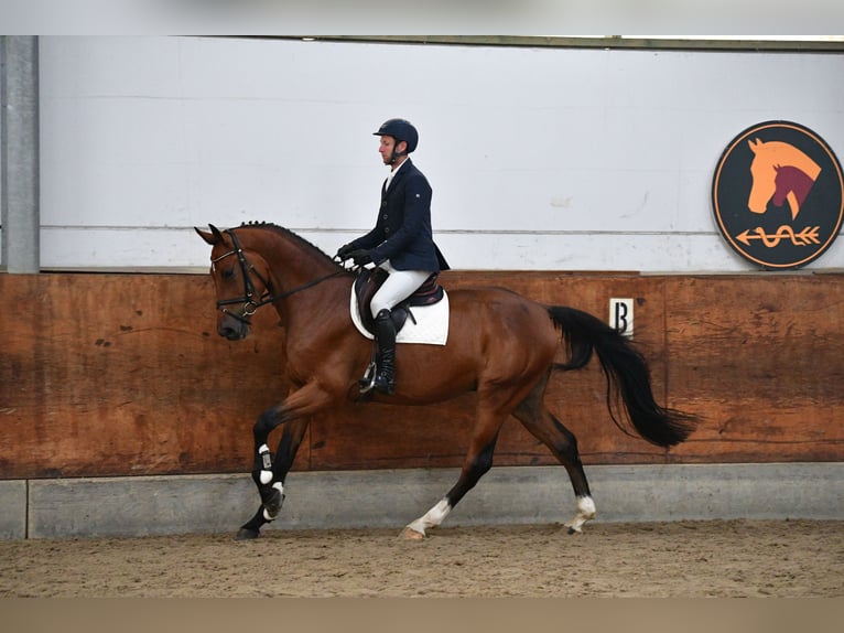 Caballo de Holstein Caballo castrado 5 años 172 cm Castaño in Gomadingen